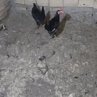 مرغ وخروس سیاه