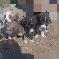 چند توله سگ سرابی