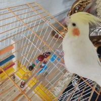 عروس هلندی