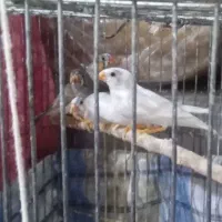 فنچ نر و ماده