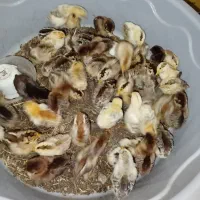 جوجه محلی جهت فروش