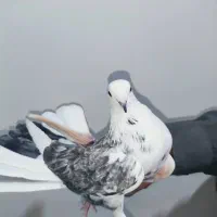 کفتریاکبوتر