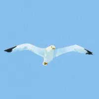 یادگیری زبان انگلیسی آسان و ارزان