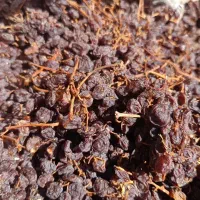 مویز آفتابی