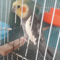 عروس هلندی