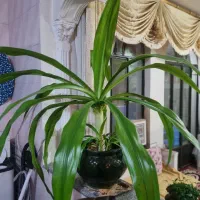 گل موزی(اشک ملکه)