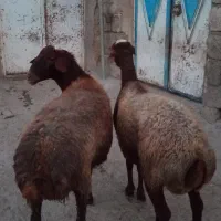 2راس گوسفند نژاد همو زیگوت نژاد 2قلوزا شیر دار