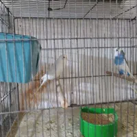 مرغ عشق با جوجه