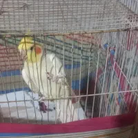 عروس هلندی سخنگو سالم نرهست