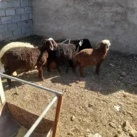 بره شیر