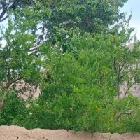 فروش باغ لب خیابان اصلی تفت سند شش دانگ تک برگ