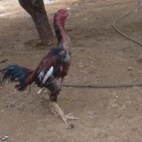 خروس لاری