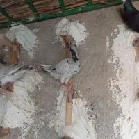 کفتر