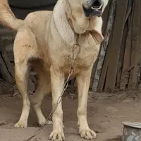 سگ سرابی اصیل فروشی