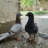 کبوتر
