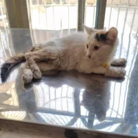 نگهداری گربه حمایتی