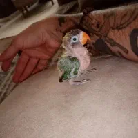 جوجه سرلاکی کوتوله نژاد اصیل فیشر