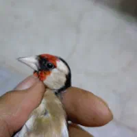 سهره ماده