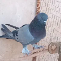 دو تا  مایه کفتر واقعی  ساعت بالا