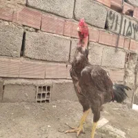 خروس لاری ده ماهه طوسی