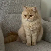 گربه
