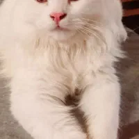 واگذاری گربه پرشین