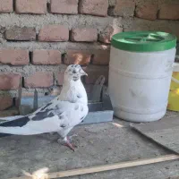 کبوتر|پرنده|تبریز, |دیوار