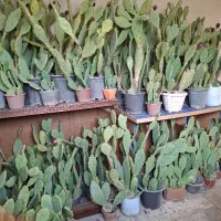کاکتوس اپونتیاه میوه زا