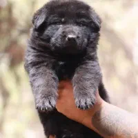 توله ژرمن بلک ماده