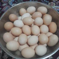 قیمت ۱۵