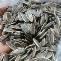 پخش تخمه کاندایی