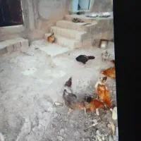 مرغ