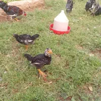 جوجه گلین خال سوزنی