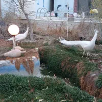 طاووس سفید|پرنده|تهران, سلیمانی|دیوار