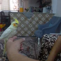 طوطی عروس کارداده به شرط جوجه قیمت مناسب
