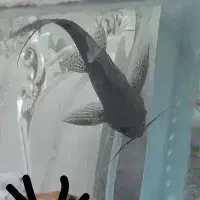 ماهی لجنخوار