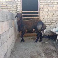 بره قوچ