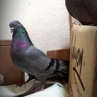 کبوتر سبز زوردار