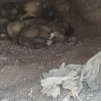 پاکوتاه با شش بچه فروشی