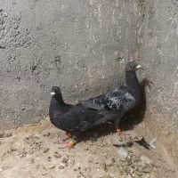 کفتر
