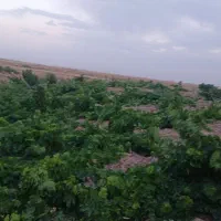 بهشت-فضل-نوراباد-انگور-اب-زعفران