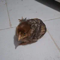 واگذاری جوجه
