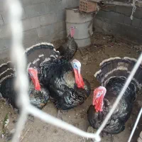 بوقلمون برنزه سینه پهن