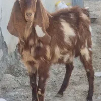 بزغاله نر پاکستانی