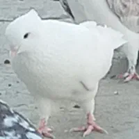 کبوتر