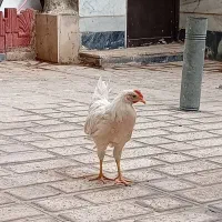 خروس