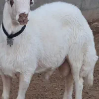 گوسفند