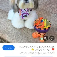 نگهداری سگ به صورت ساعتی