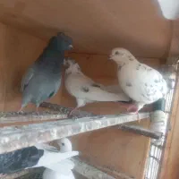 ۸ عدد کبوتر صحیح سالم ب شرط