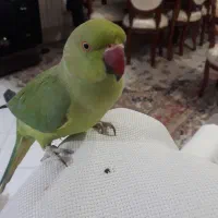 طوطی سبزملنگو
